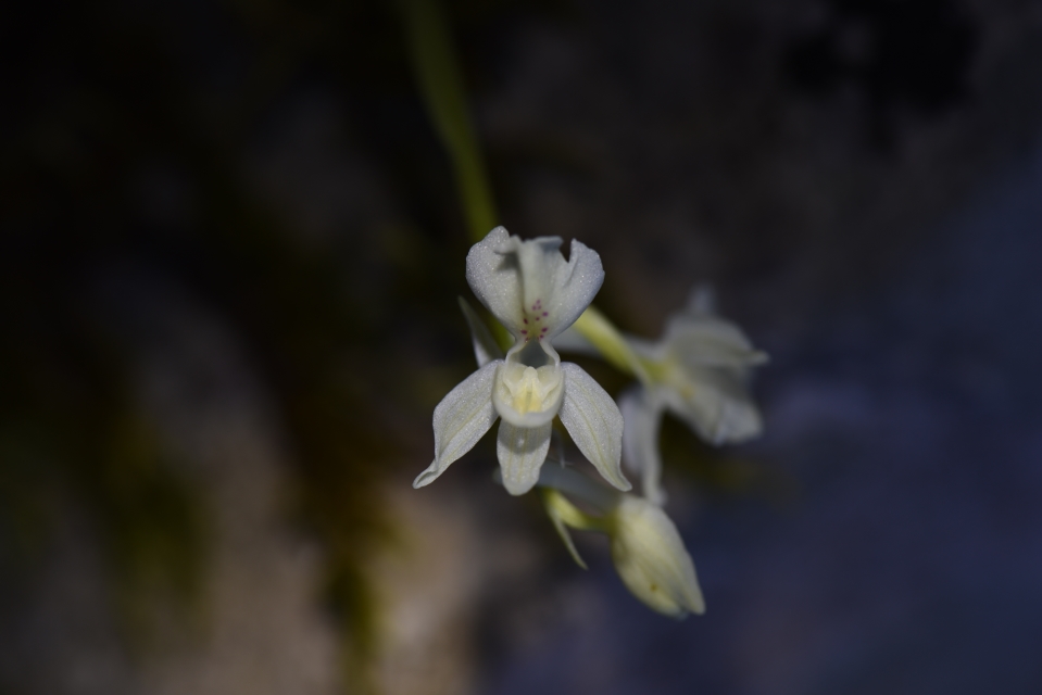 Orchis pauciflora?